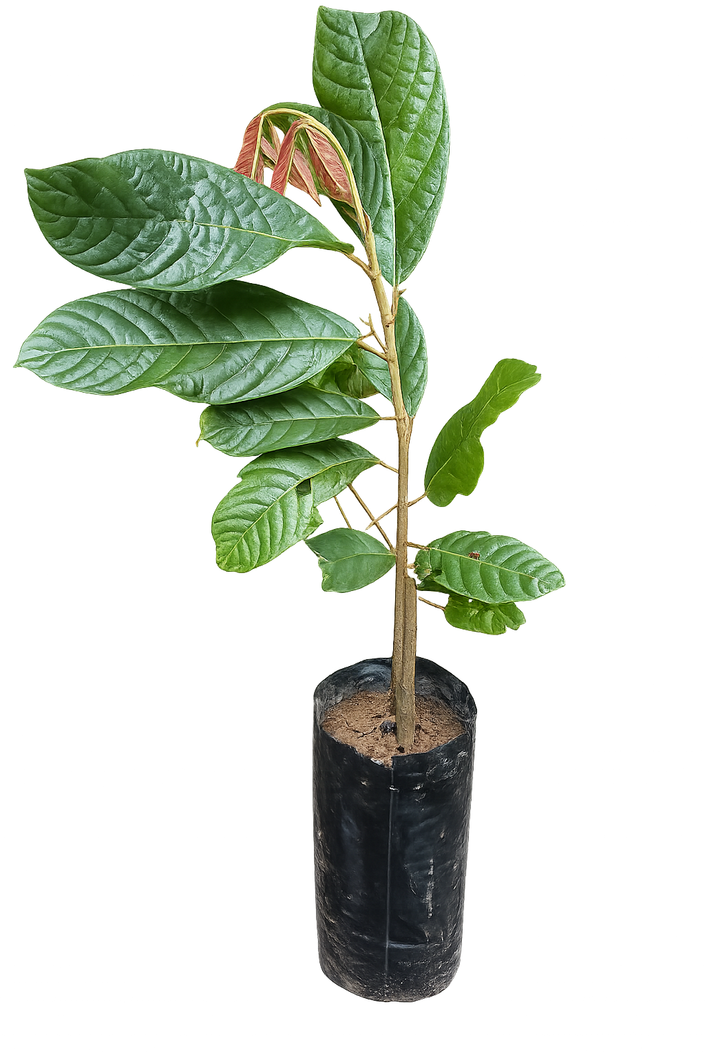 planta chocolate 2