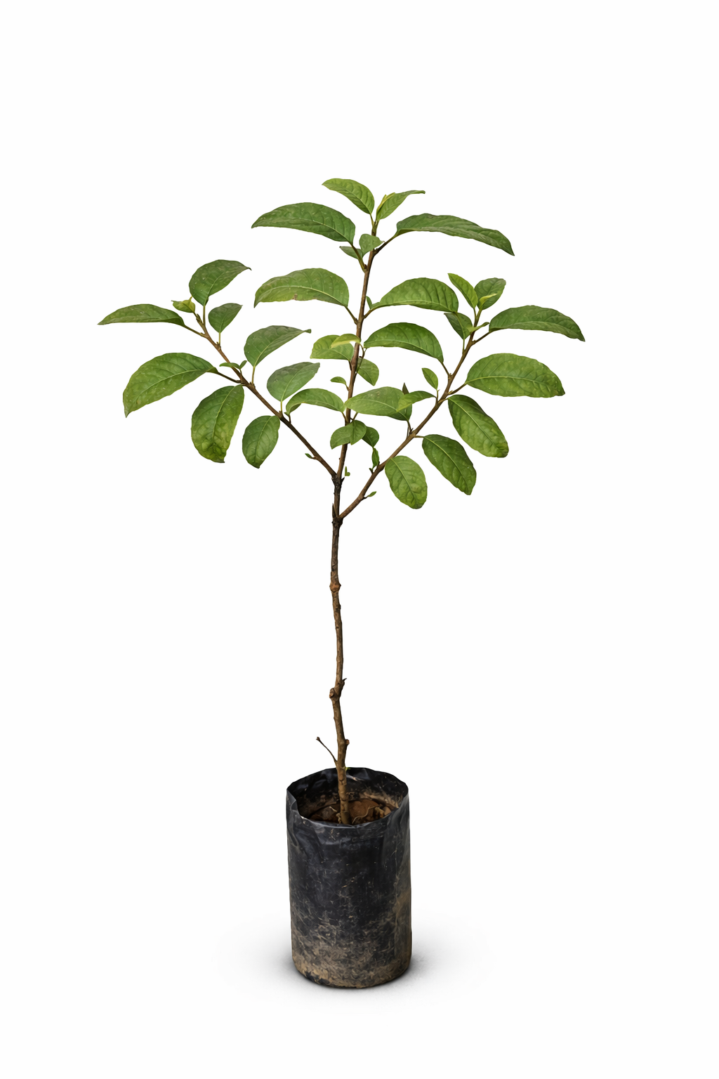 planta de guayaba