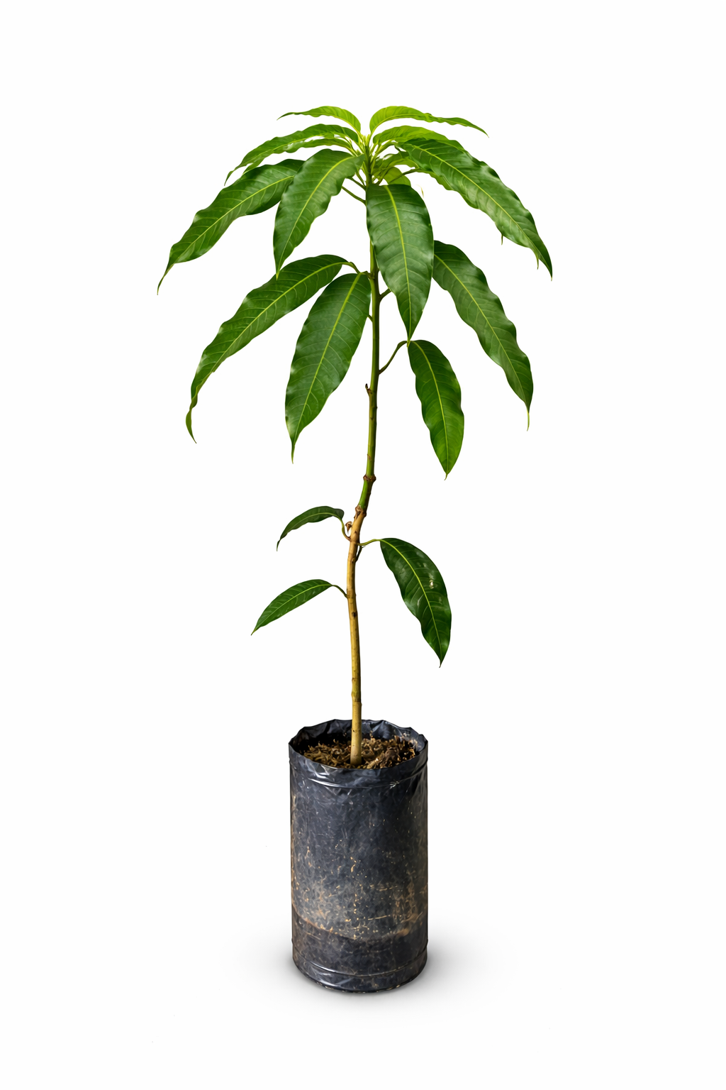 planta de mango