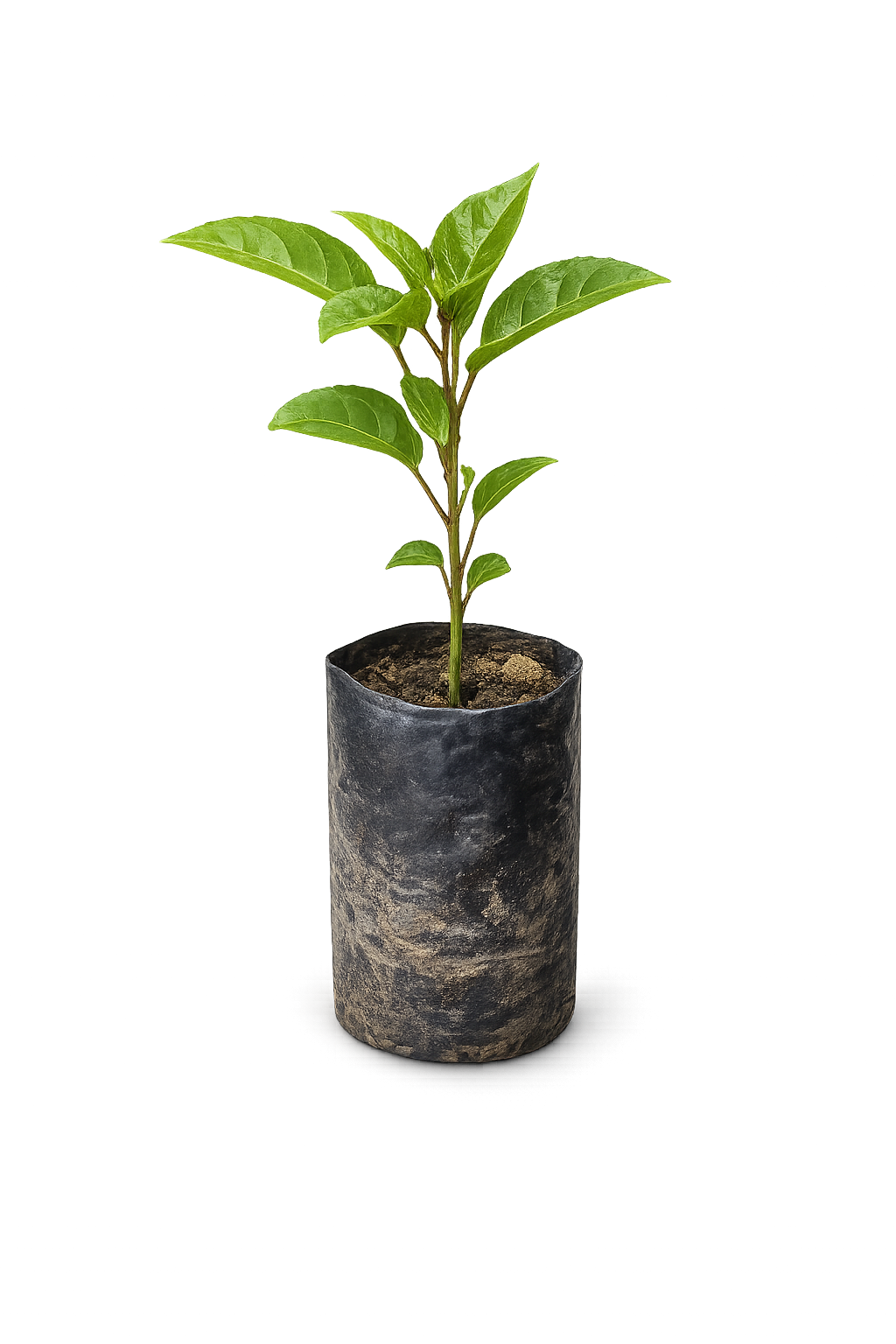 planta de maracuya