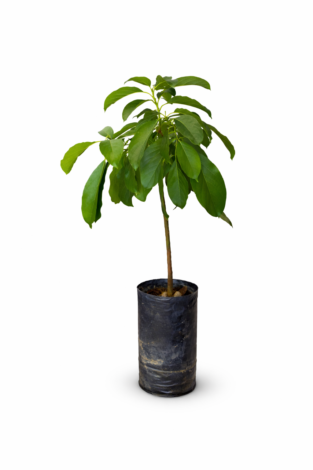 planta de palta