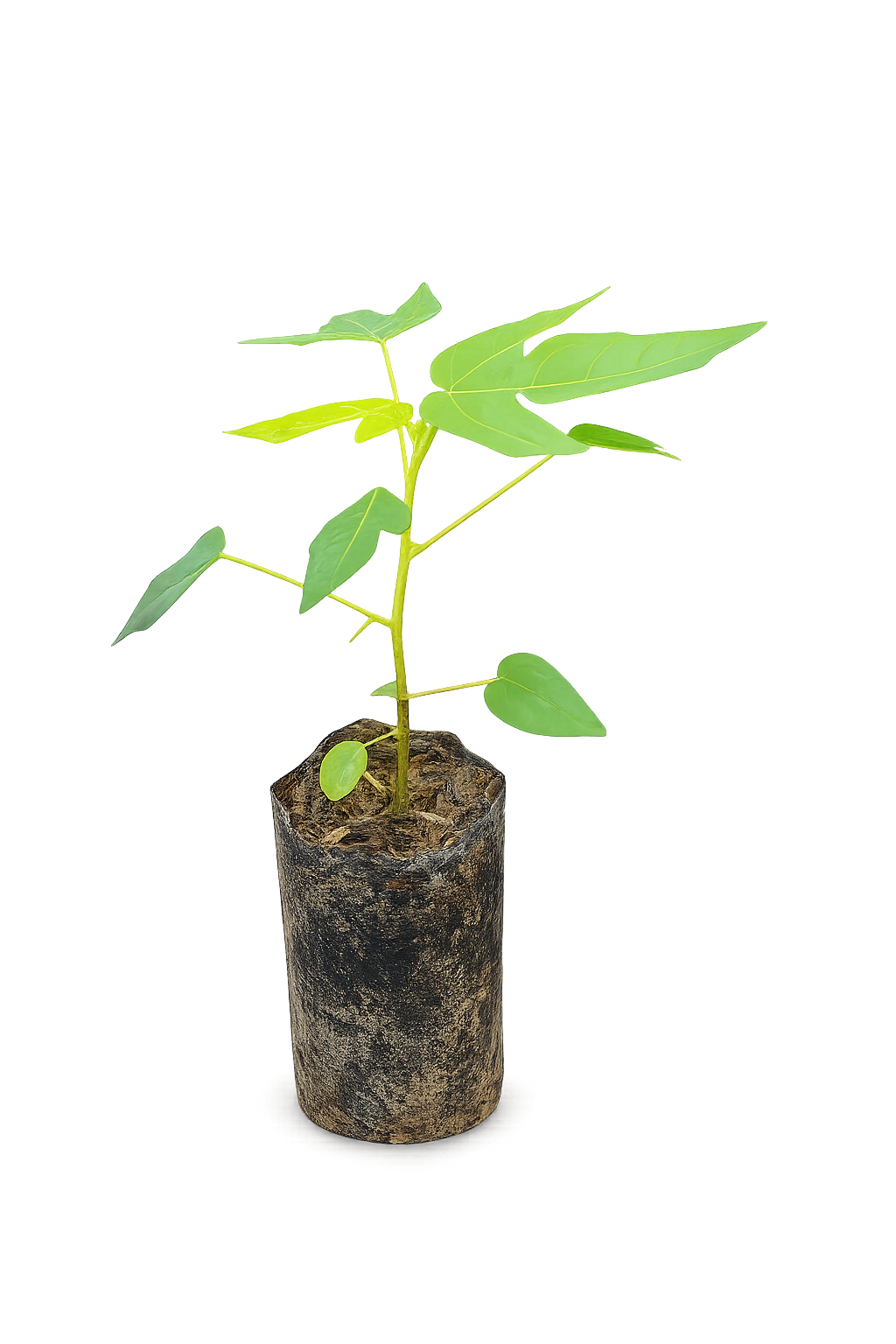 planta de papaya 2