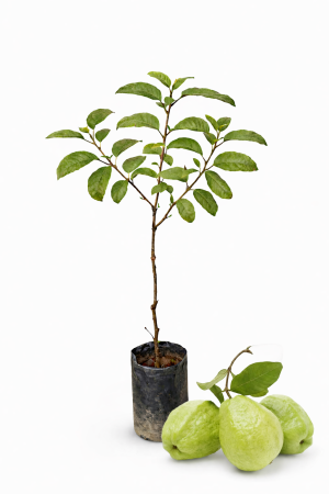 planta de guayaba gigante
