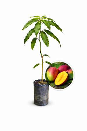 mango manzana (tommy atkins)