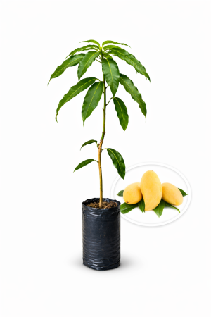 mango plátano