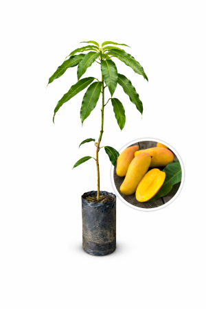 mango tailandés (nam dok mai)