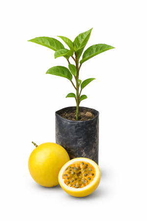 planta maracuya var. catarina