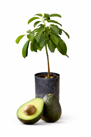 planta de palto (aguacate) var. hass