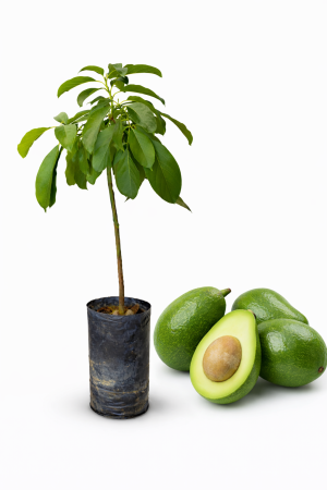 planta de palto (aguacate) var. choquette