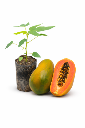 papaya belanova f1