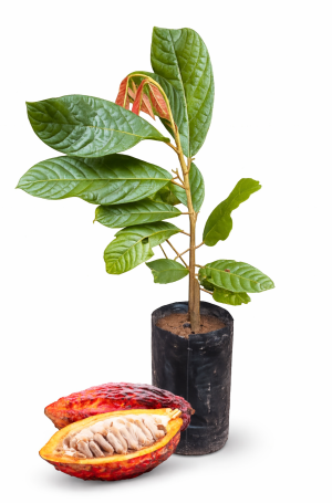 planta chocolate var. ccn 51