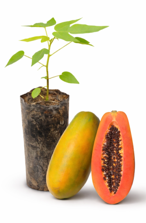 papaya passion red f1