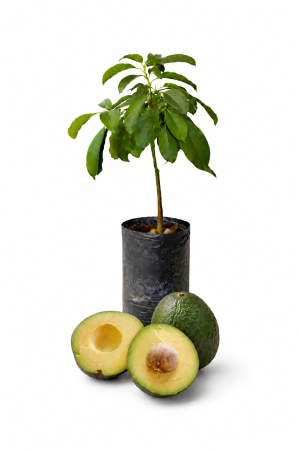 palto (aguacate) var. margarita o margarida