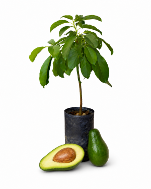 palto (aguacate) var. lorena