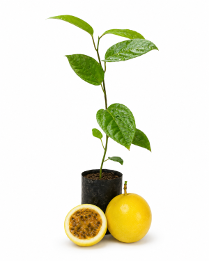 planta maracuya var. catarina (copia)
