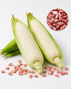 semilla maiz blanco (tuxteño opaco 2) kg