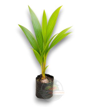 planta de coco a (cocos amarillo)