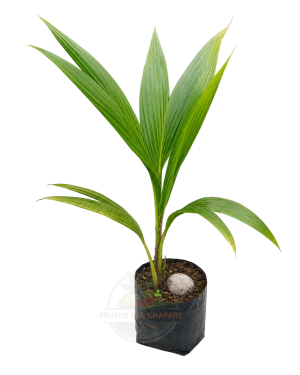 planta de coco verde (cocos nucifera)