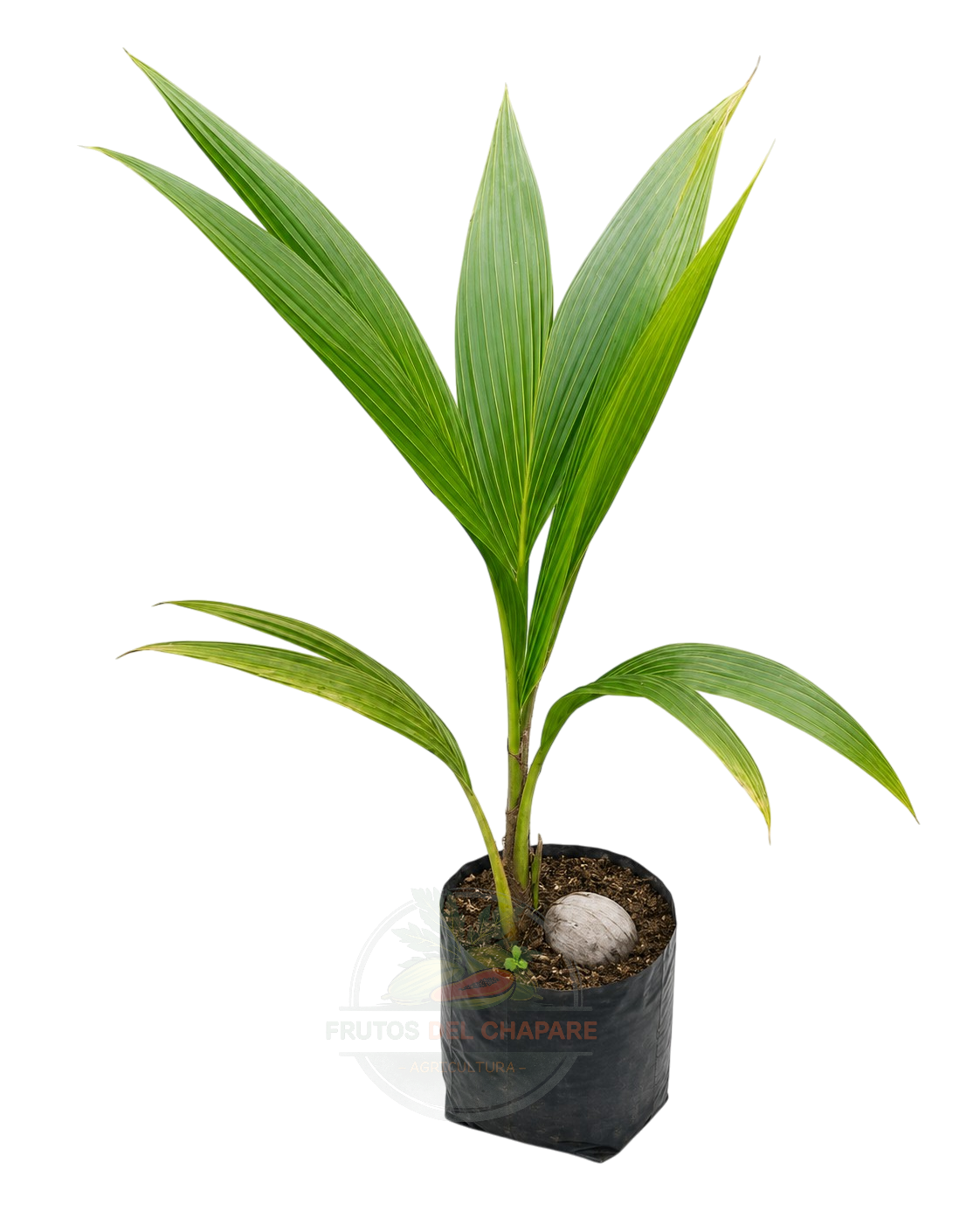 planta de coco verde (cocos nucifera) planta de coco verde (cocos nucifera)
